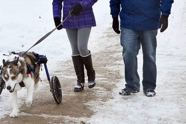 Husky_walk-in-snow.jpg