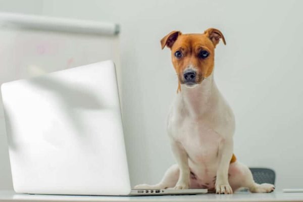 Smart-dog-uses-laptop-1000x600.jpg